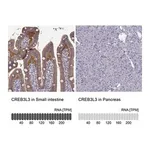 Merck Anti-CREB3L3 antibody produced in rabbit