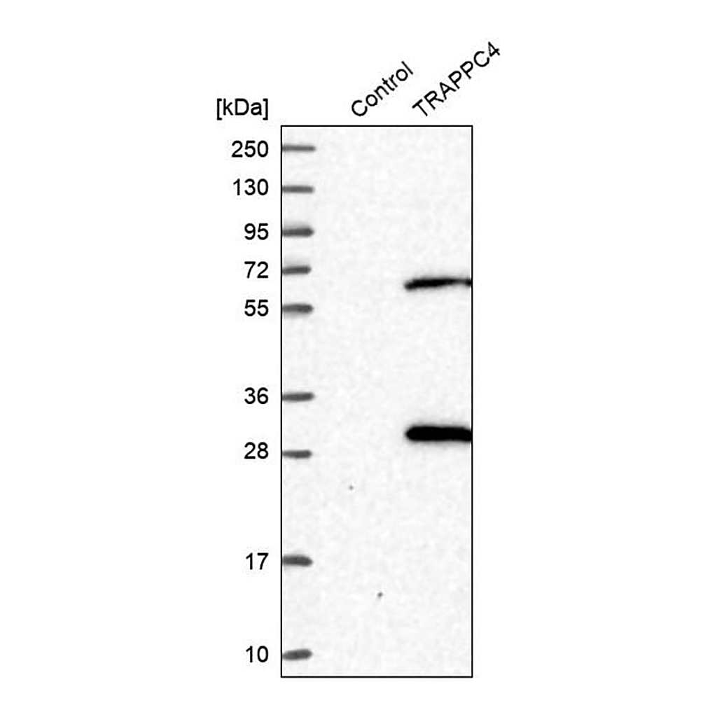 Merck Anti-TRAPPC4 antibody produced in rabbit