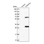 Merck Anti-TRAPPC4 antibody produced in rabbit