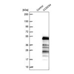 Merck Anti-CCDC84 antibody produced in rabbit