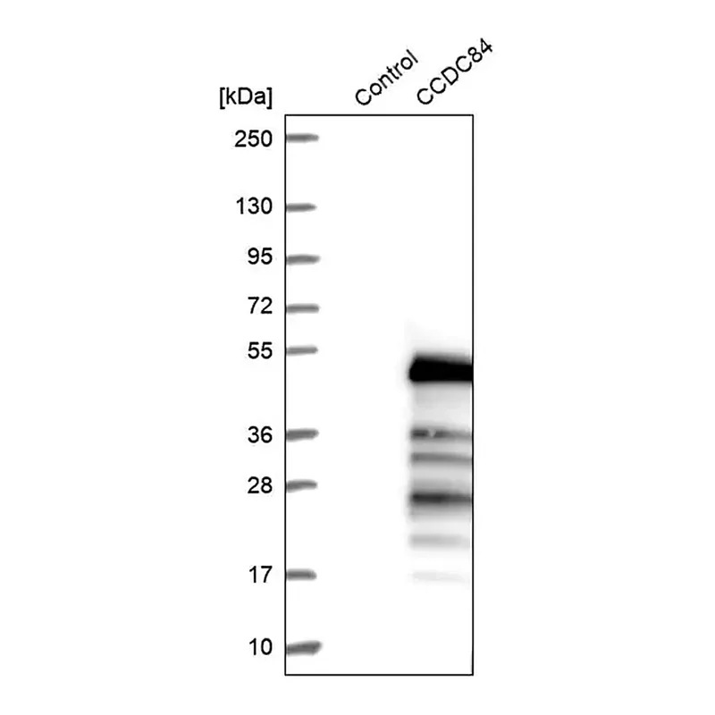 Merck Anti-CCDC84 antibody produced in rabbit