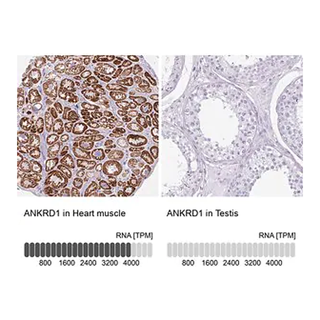Merck Anti-ANKRD1 antibody produced in rabbit