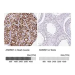 Merck Anti-ANKRD1 antibody produced in rabbit