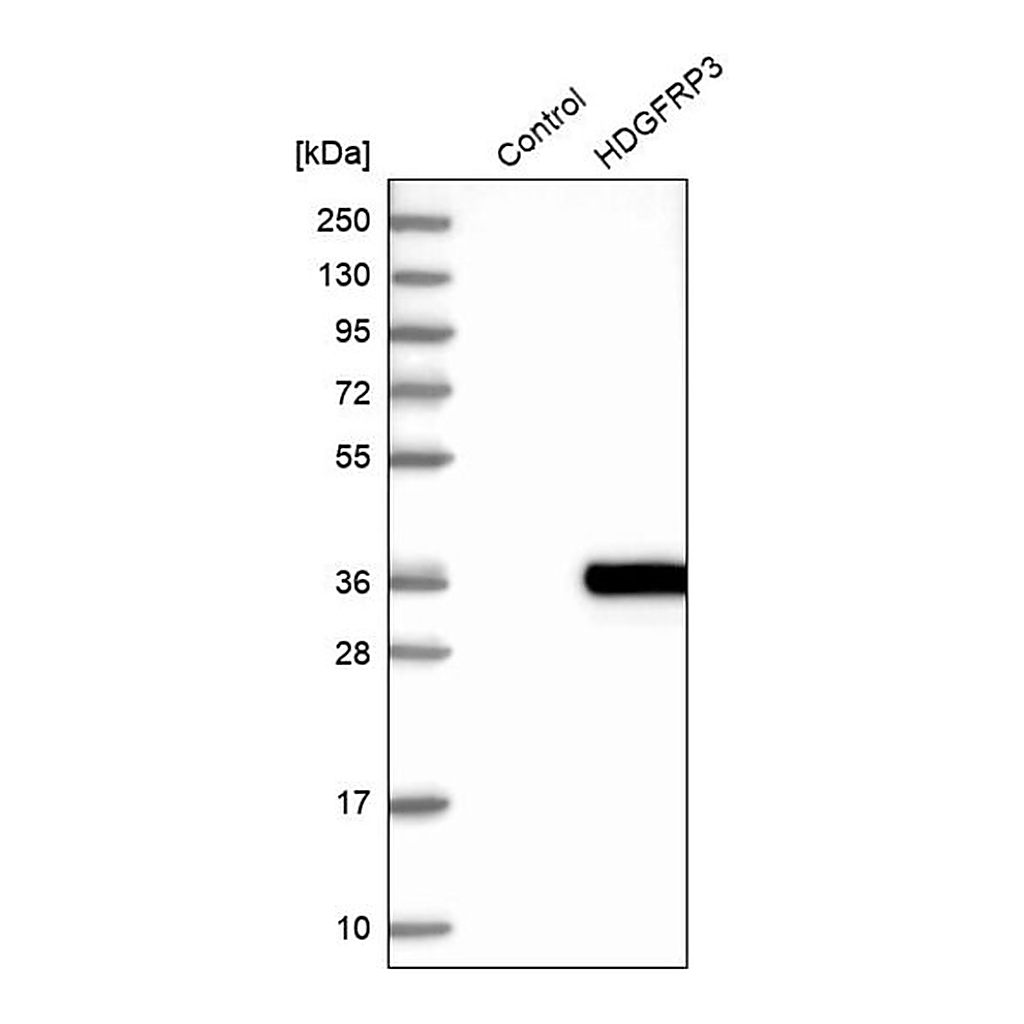 Merck Anti-RP11-382A20.3 antibody produced in rabbit
