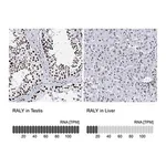 Merck Anti-RALY antibody produced in rabbit