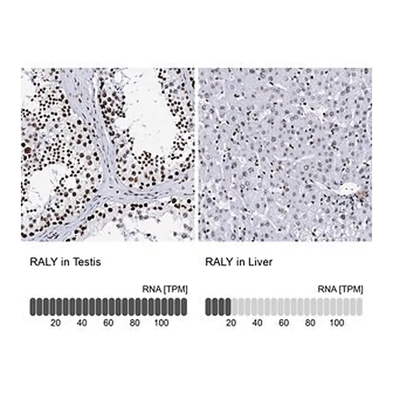 Merck Anti-RALY antibody produced in rabbit