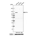 Merck Anti-NOP14 antibody produced in rabbit
