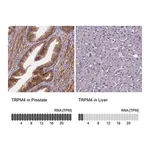 Merck Anti-TRPM4 antibody produced in rabbit