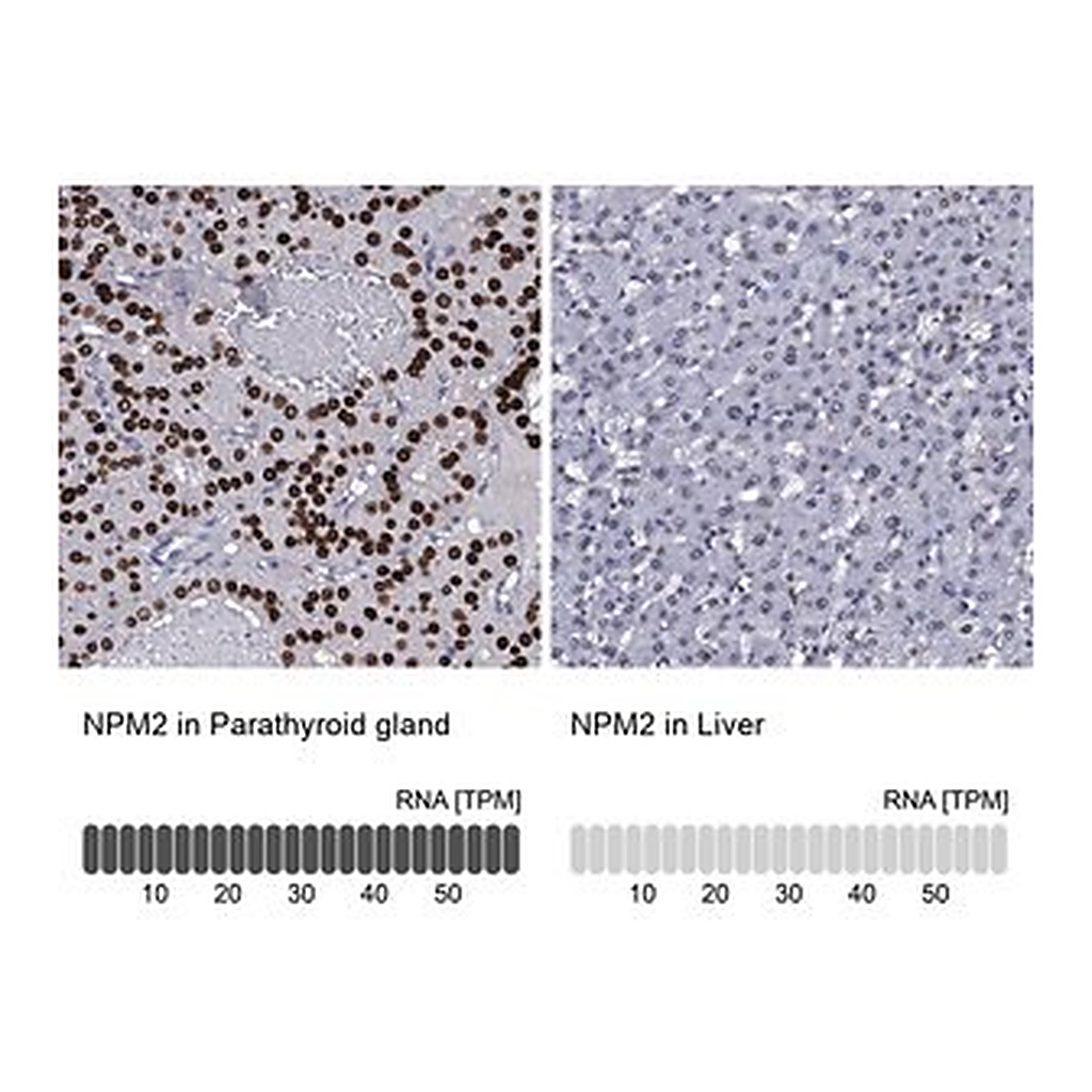 Merck Anti-NPM2 antibody produced in rabbit