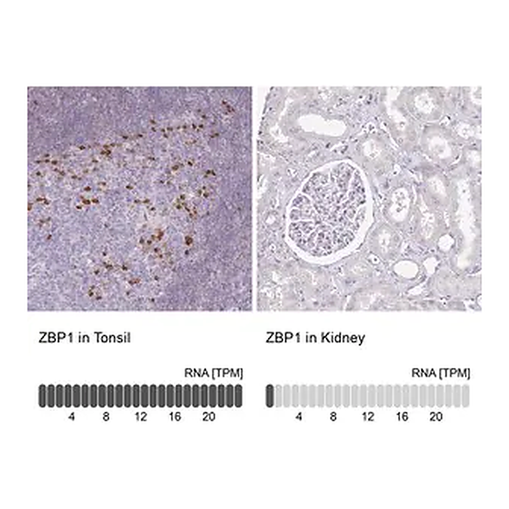 Merck Anti-ZBP1 antibody produced in rabbit