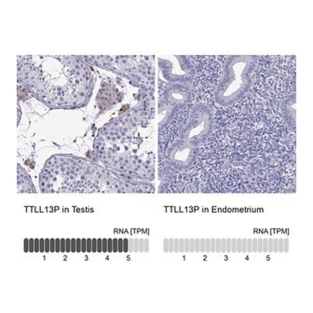 Merck Anti-TTLL13P antibody produced in rabbit
