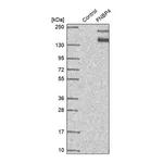 Merck Anti-FNBP4 antibody produced in rabbit