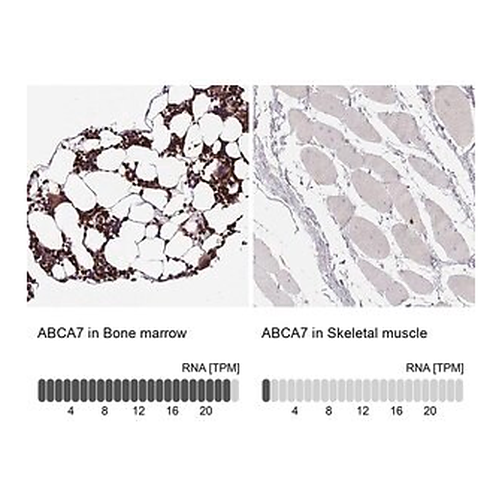 Merck Anti-ABCA7 antibody produced in rabbit