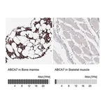 Merck Anti-ABCA7 antibody produced in rabbit