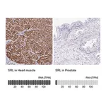Merck Anti-SRL antibody produced in rabbit
