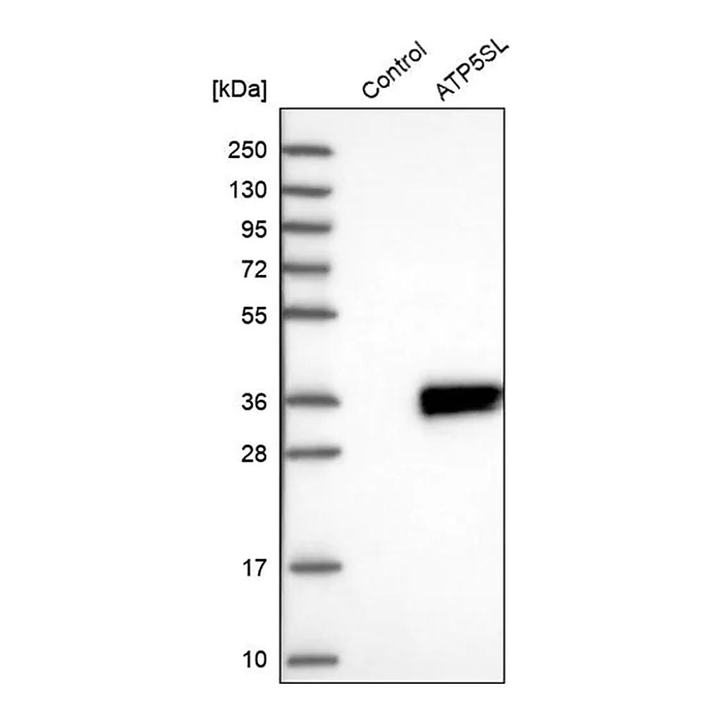 Merck Anti-ATP5SL antibody produced in rabbit