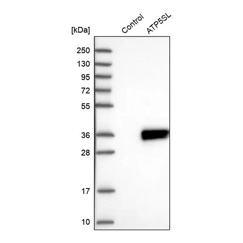 Merck Anti-ATP5SL antibody produced in rabbit