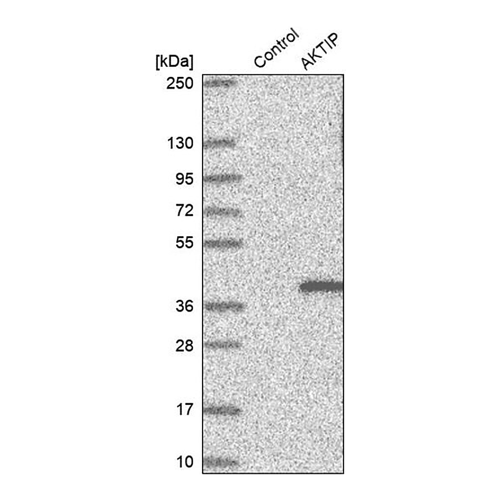 Merck Anti-AKTIP antibody produced in rabbit