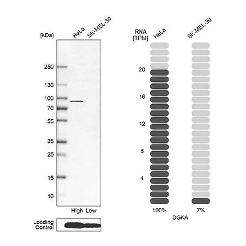 Merck Anti-DGKA antibody produced in rabbit