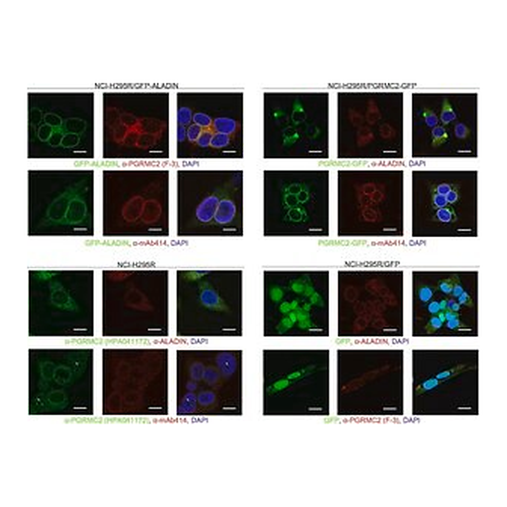 Merck Anti-PGRMC2 antibody produced in rabbit
