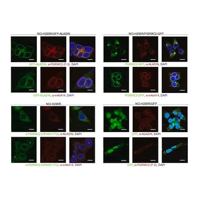 Merck Anti-PGRMC2 antibody produced in rabbit