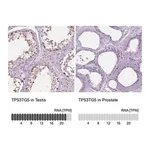 Merck Anti-TP53TG5 antibody produced in rabbit