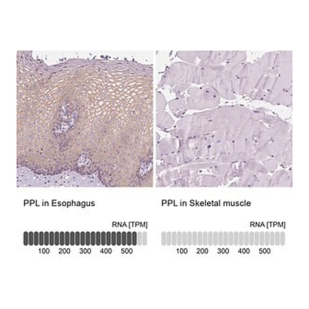 Merck Anti-PPL antibody produced in rabbit