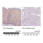 Merck Anti-PPL antibody produced in rabbit
