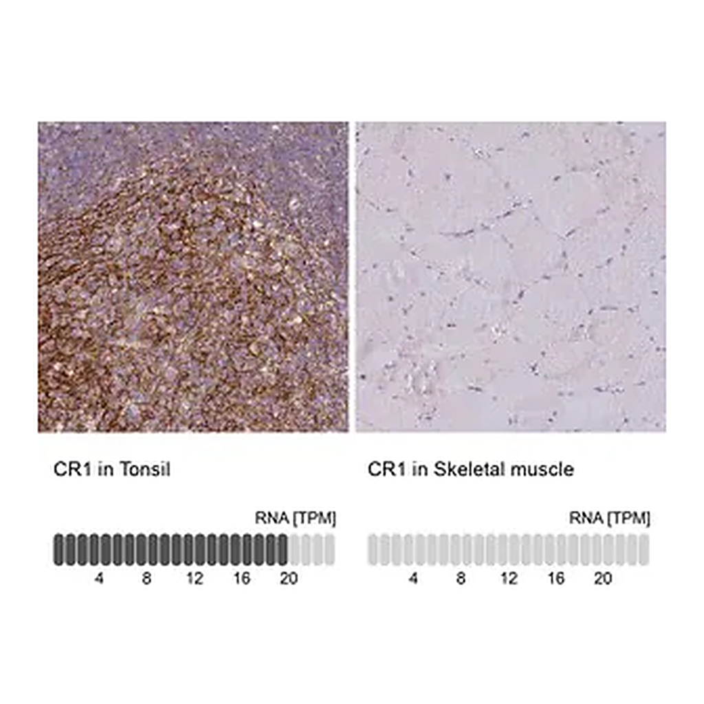 Merck Anti-CR1 antibody produced in rabbit