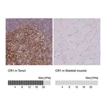 Merck Anti-CR1 antibody produced in rabbit
