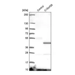 Merck Anti-CFAP161 antibody produced in rabbit