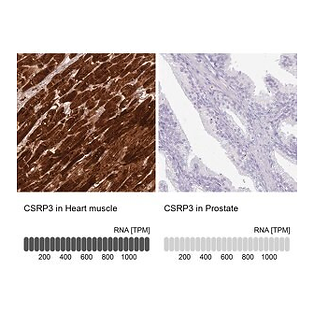Merck Anti-CSRP3 antibody produced in rabbit