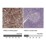 Merck Anti-HSDL2 antibody produced in rabbit