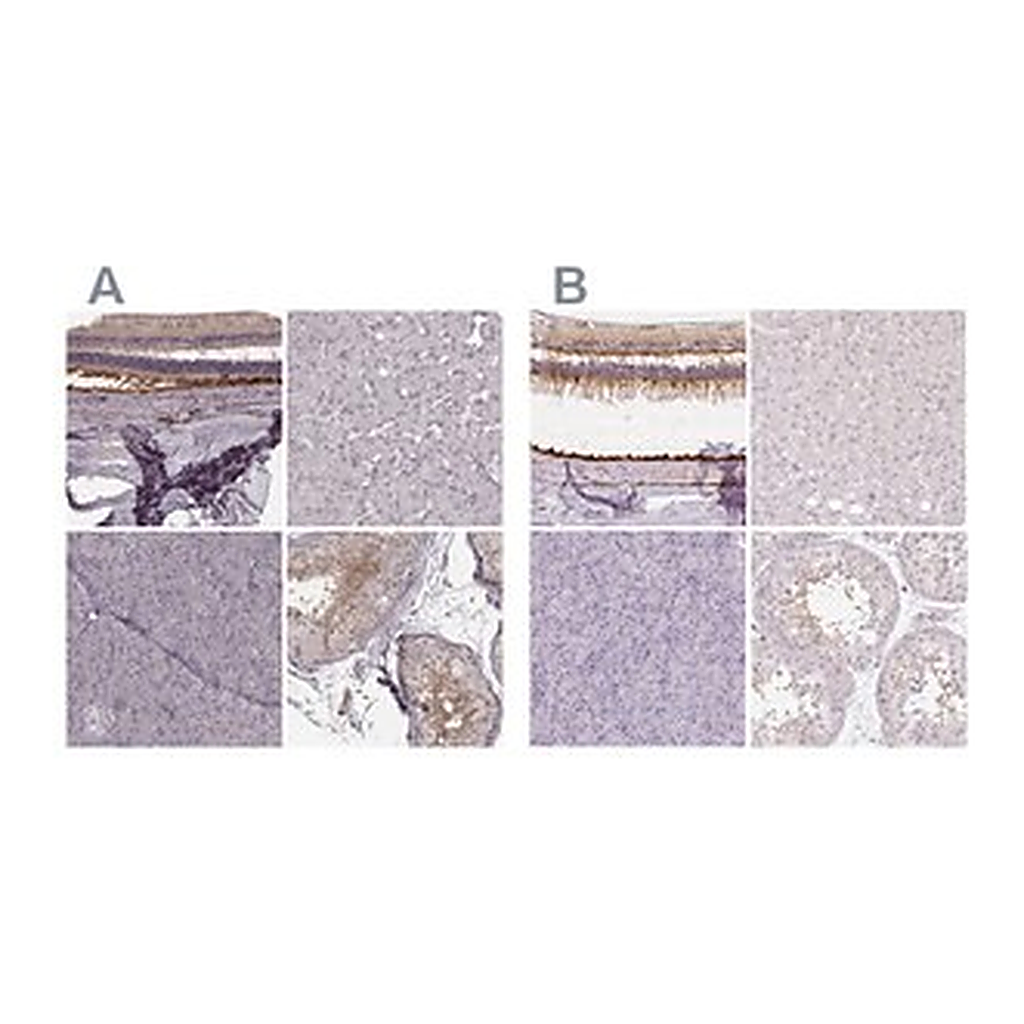 Merck Anti-RPGRIP1 antibody produced in rabbit