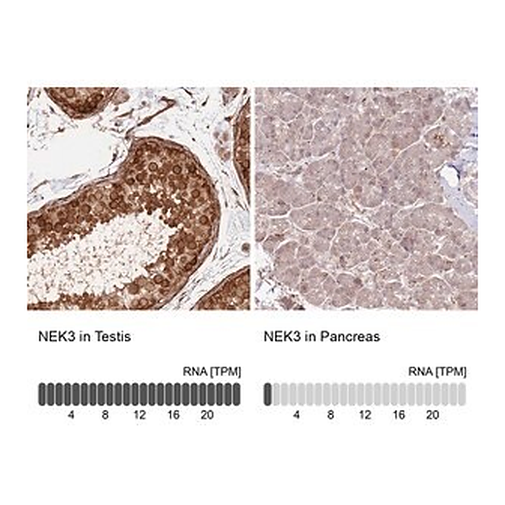 Merck Anti-NEK3 antibody produced in rabbit
