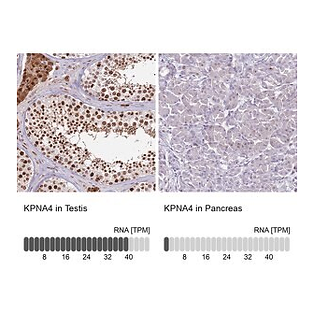 Merck Anti-KPNA4 antibody produced in rabbit