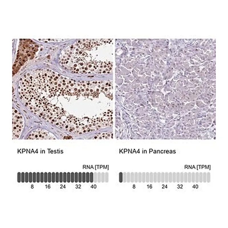 Merck Anti-KPNA4 antibody produced in rabbit