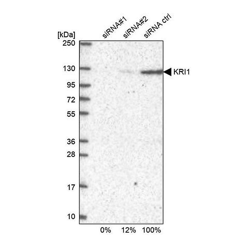 Merck Anti-KRI1 antibody produced in rabbit