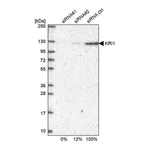Merck Anti-KRI1 antibody produced in rabbit
