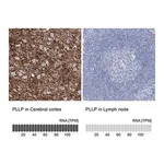 Merck Anti-PLLP antibody produced in rabbit