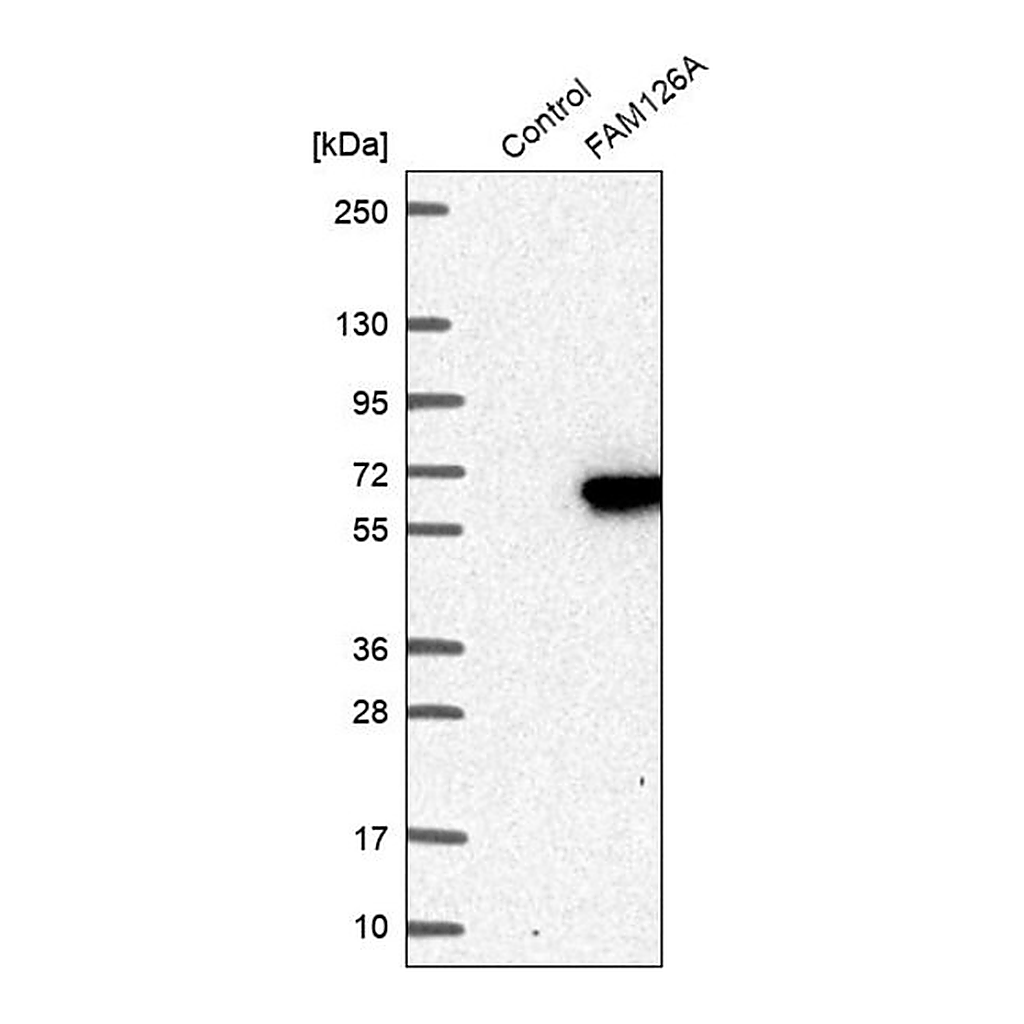 Merck Anti-FAM126A antibody produced in rabbit