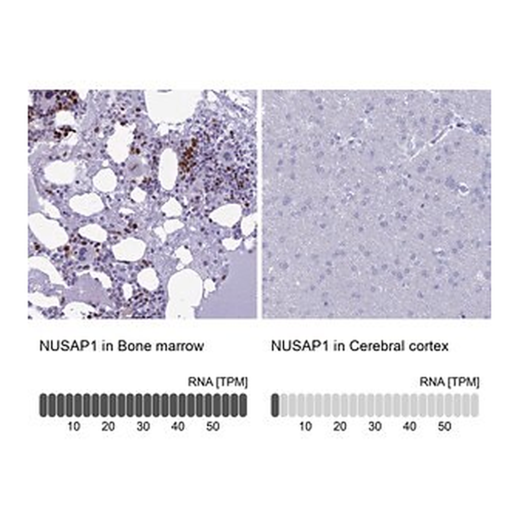 Merck Anti-NUSAP1 antibody produced in rabbit