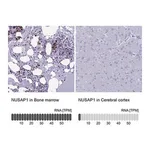 Merck Anti-NUSAP1 antibody produced in rabbit