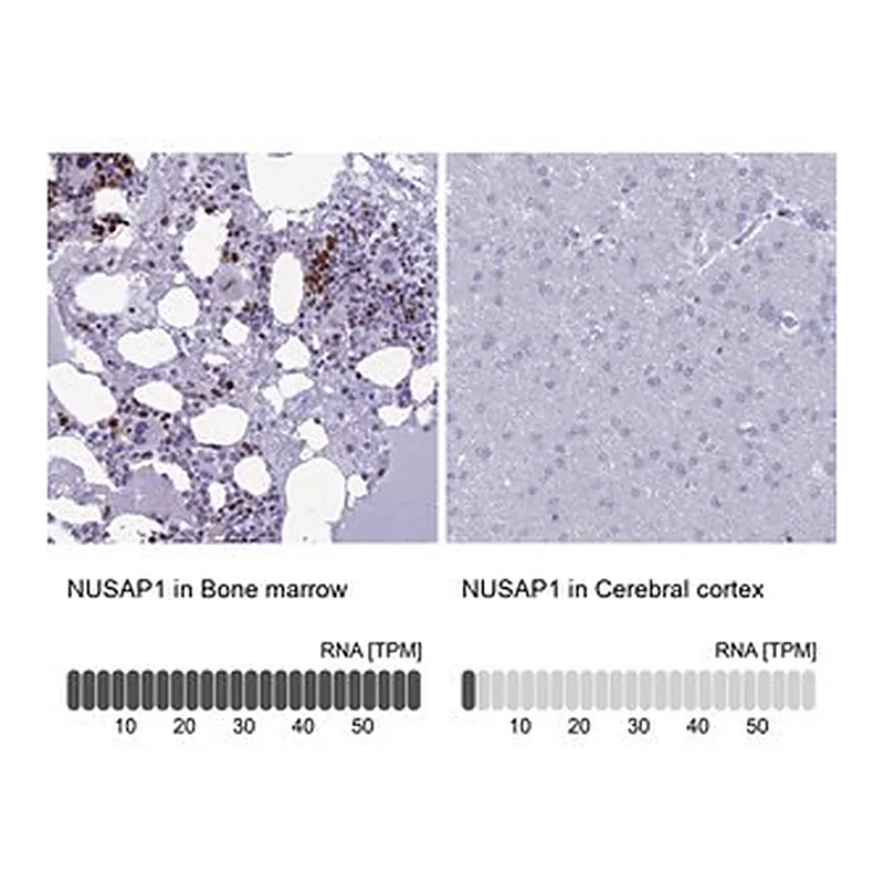 Merck Anti-NUSAP1 antibody produced in rabbit