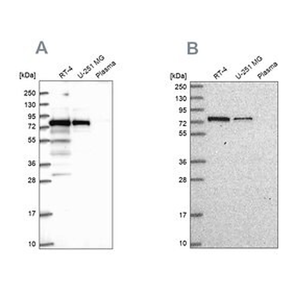 Merck Anti-GNL1 antibody produced in rabbit