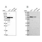 Merck Anti-GNL1 antibody produced in rabbit