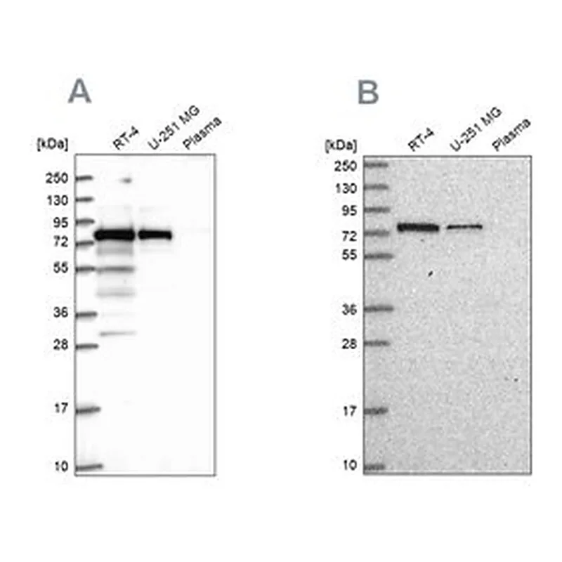 Merck Anti-GNL1 antibody produced in rabbit