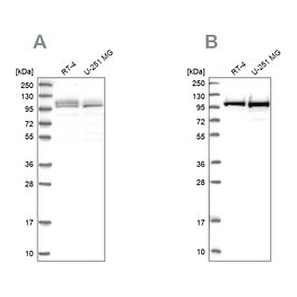 Merck Anti-RBM12 antibody produced in rabbit