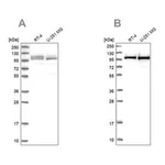 Merck Anti-RBM12 antibody produced in rabbit