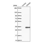 Merck Anti-C5ORF30 antibody produced in rabbit